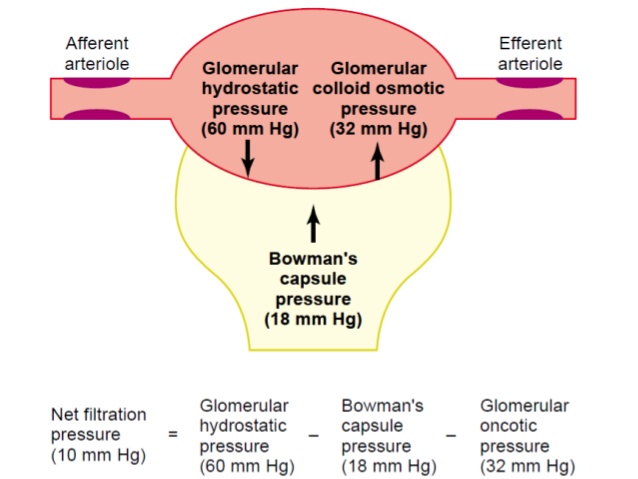 Why does Creatinine Clearance overestimate GFR? Medicine Specifics