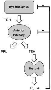 Hyperprolactinemia And Hypothyroidism Mechanism Medicine Specifics