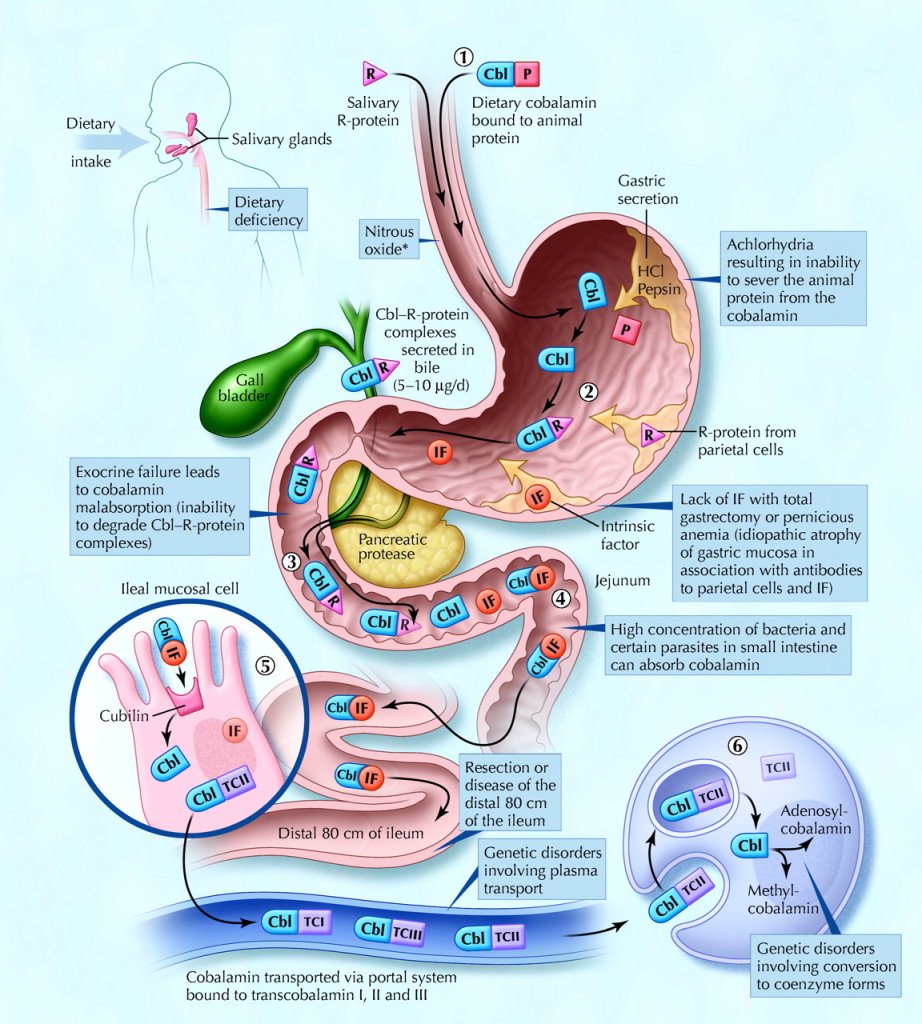 what-is-vitamin-b12-and-what-does-it-do-premium-health