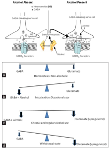 mechanism of action gabapentin