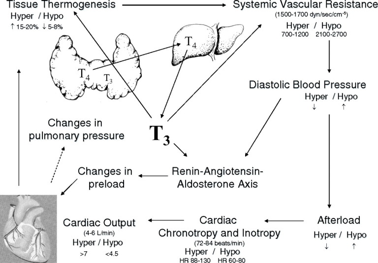 diastolic-hypertension-in-hypothyroidism-mechanism-medicine-specifics