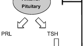 Hyperprolactinemia and Hypothyroidism: Mechanism
