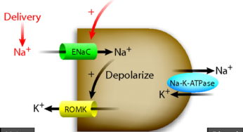 Hypomagnesemia and Hypokalemia: Mechanism