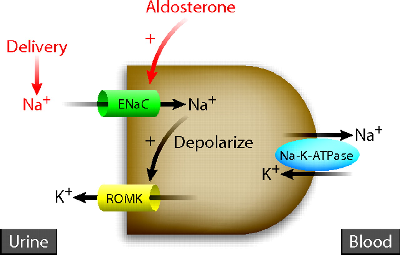 Magnesium and potassium relationship