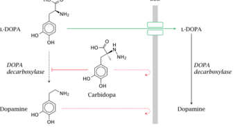 How can Levodopa cross the blood-brain barrier, while Dopamine cannot?