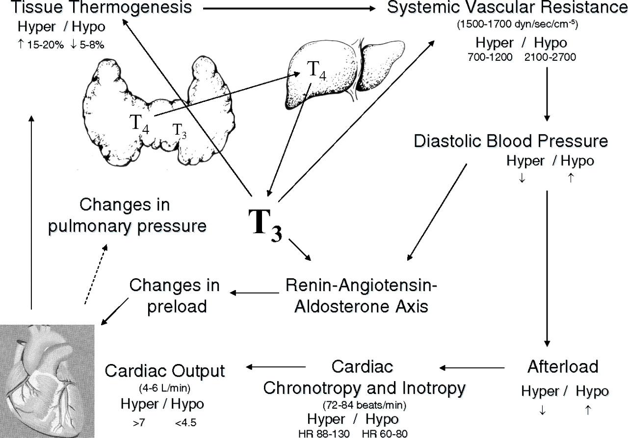 diastolic hypertension