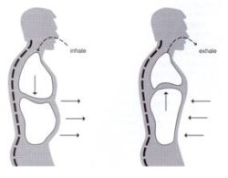 Paradoxical breathing (abdominal paradox): Mechanism | Medicine Specifics