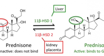 Why Prednisolone for Alcoholic Hepatitis?